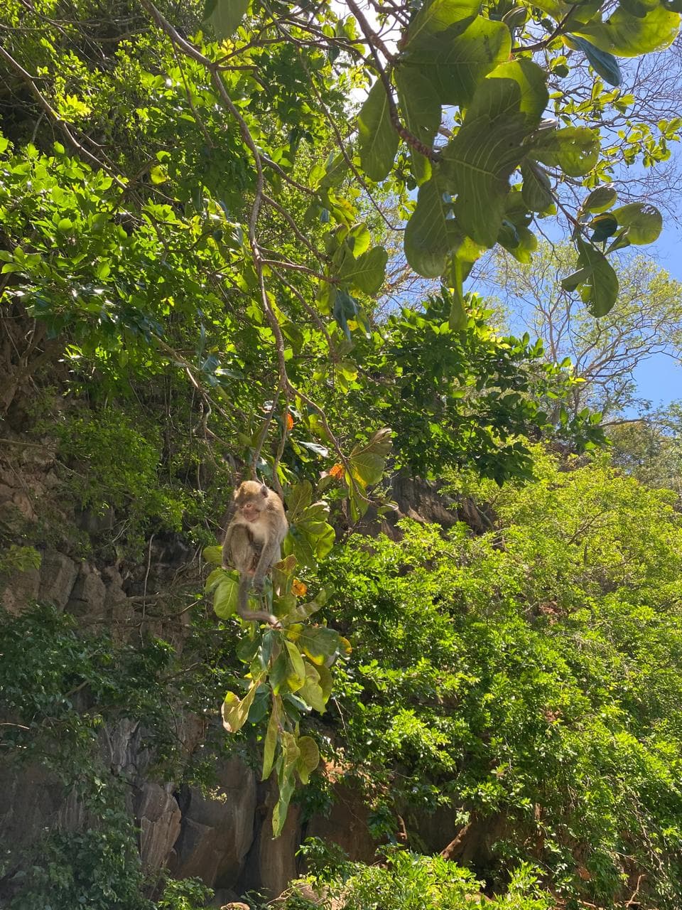 Wildlife monkey spotted during island tour in Mauritius